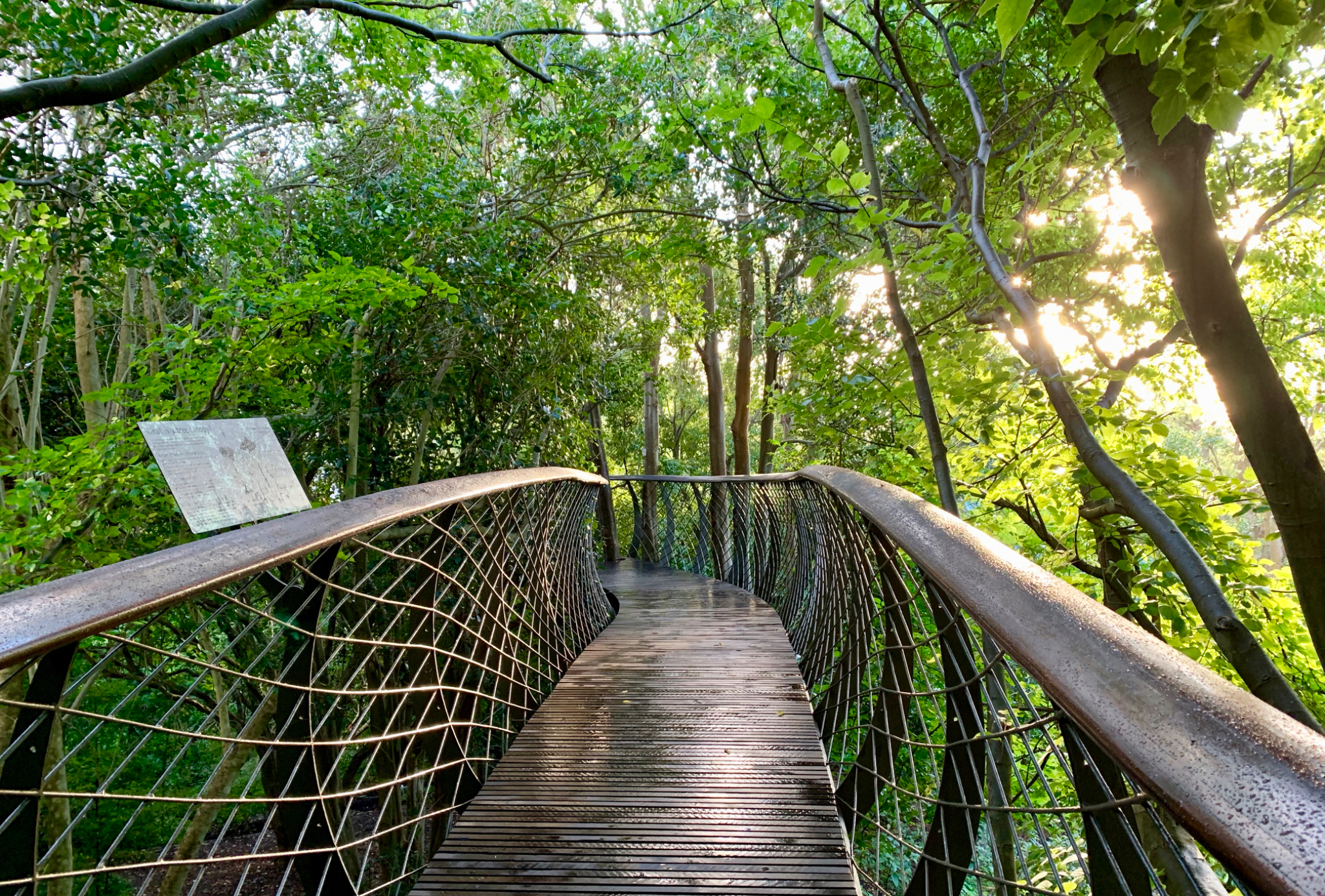 Kirstenbosch Boomslang Treetop walk